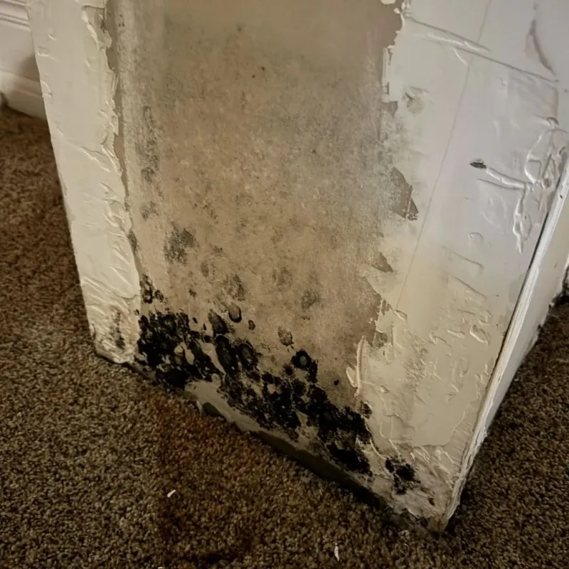 Professional Mold Removal in Macon, GA